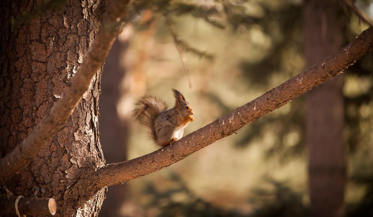Feeding Garden Birds Through the Winter Months