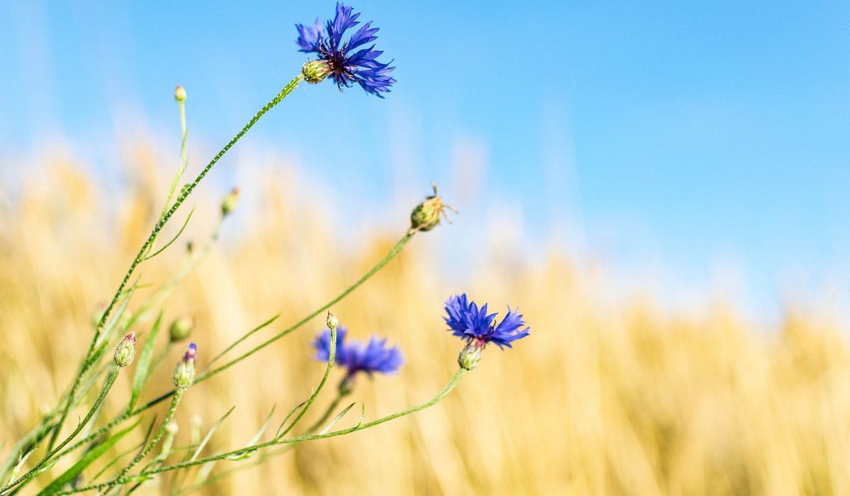 Managing a Small Woodland for Wildlife