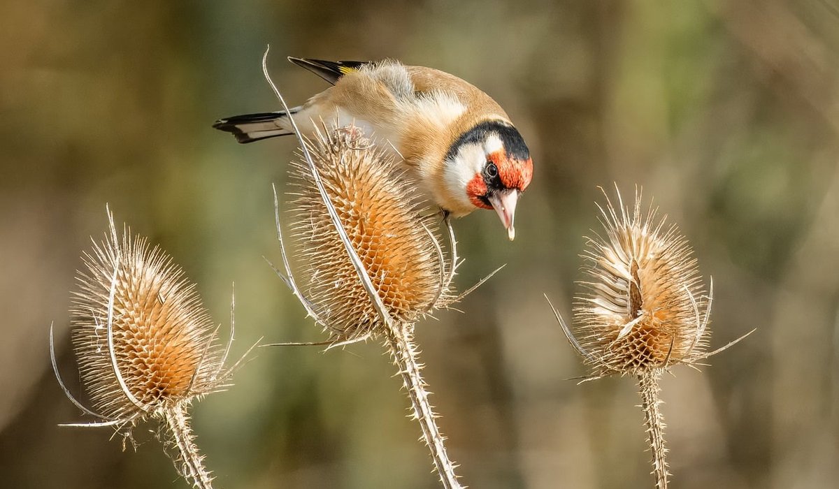 Planting a Wildflower Patch for Pollinators