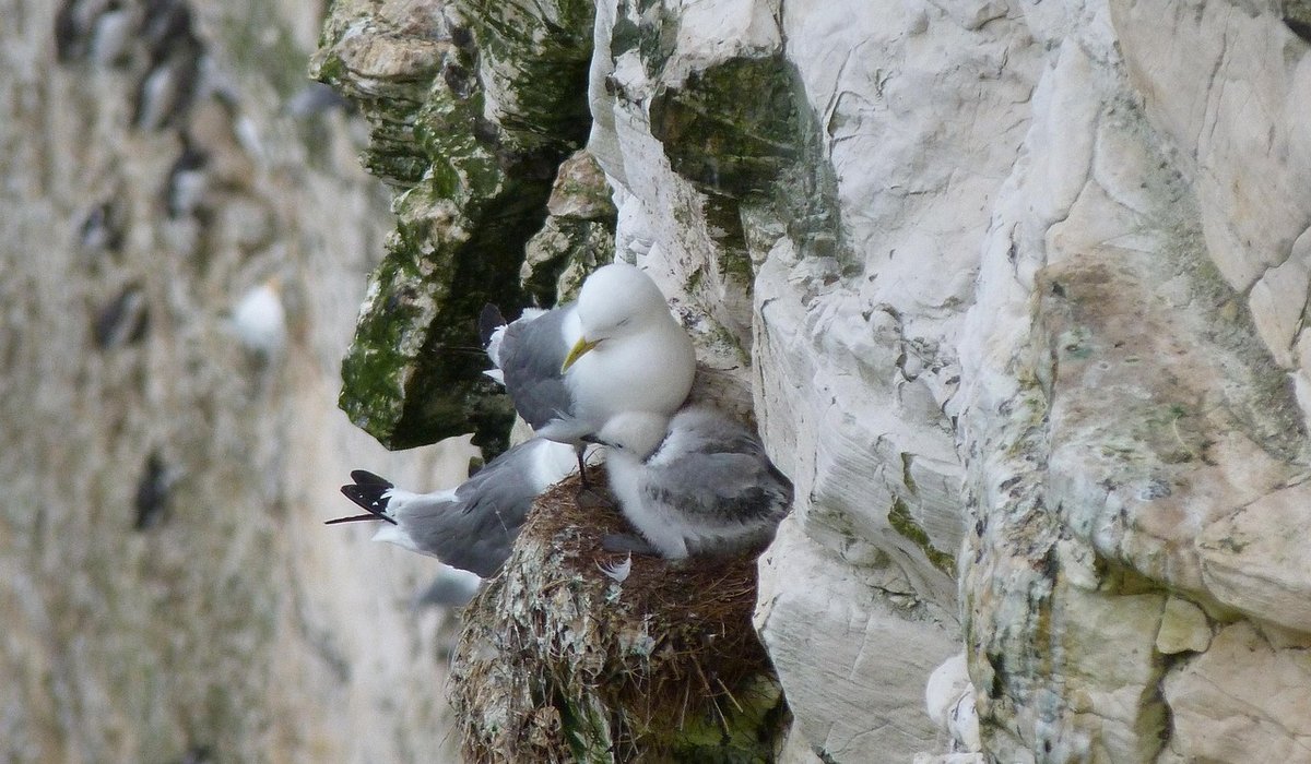 Recording Wildlife Sightings for Local Conservation