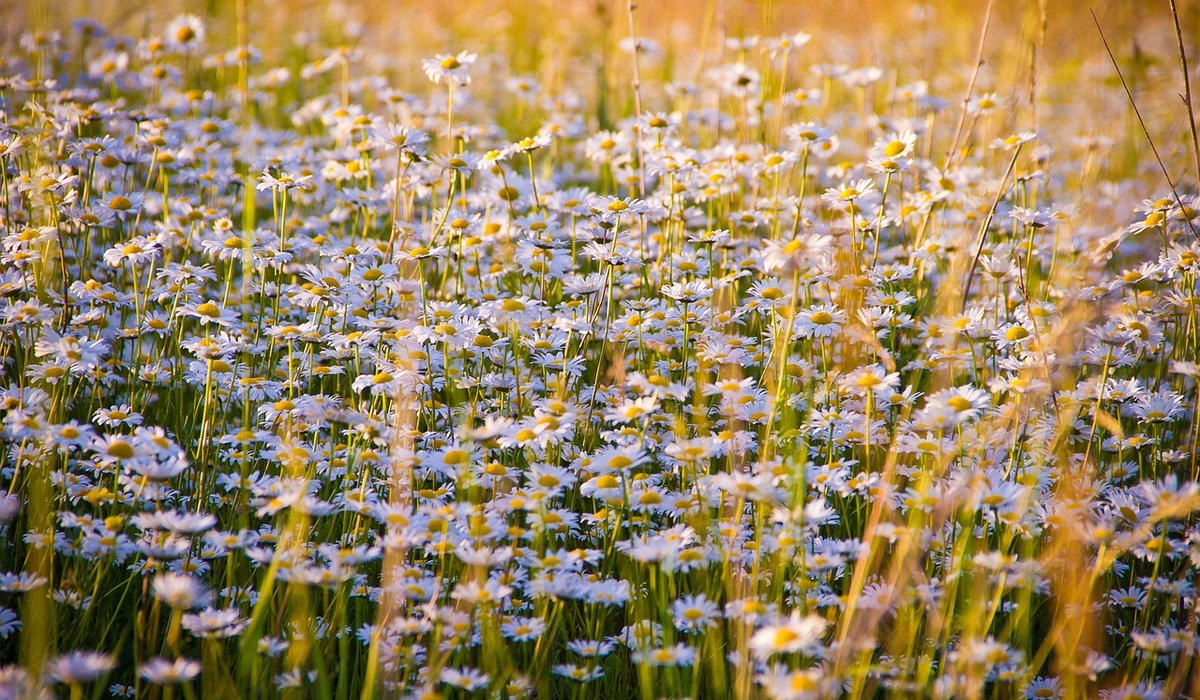 Turning a Lawn into a Mini Meadow