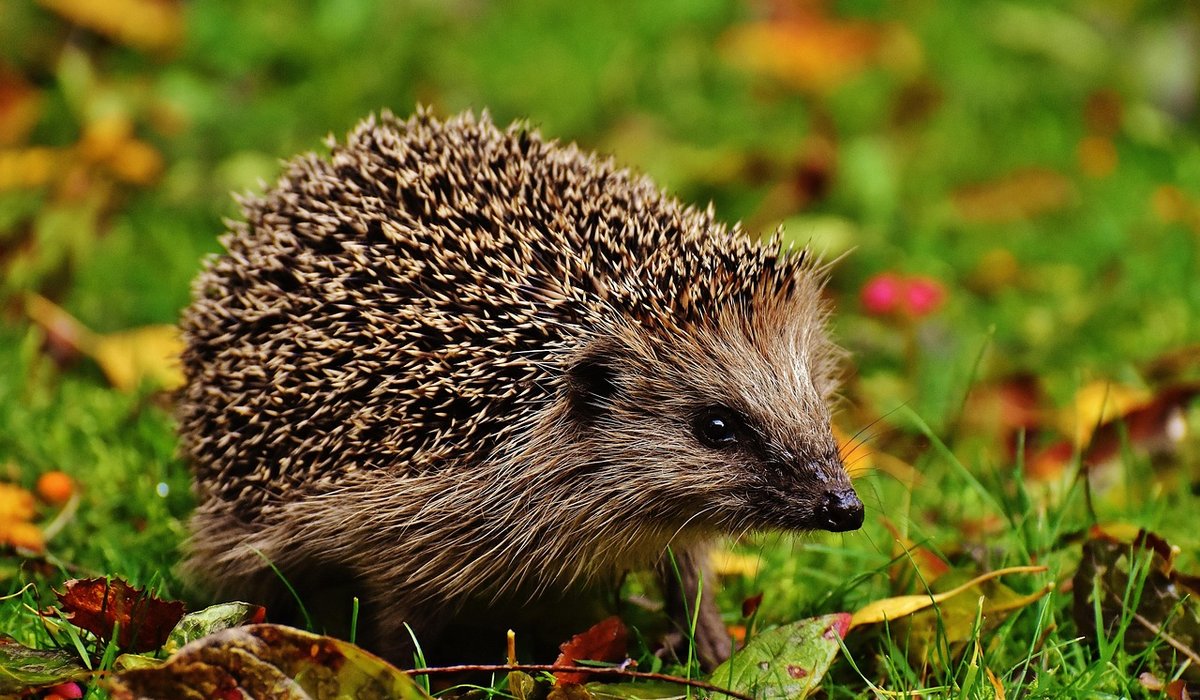 Using Water Butts to Help Wildlife