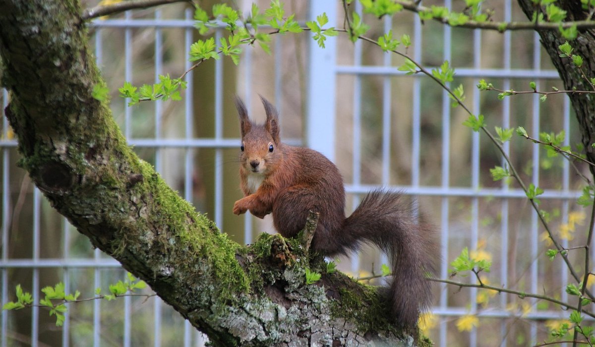 Where to Spot Red Squirrels in Britain