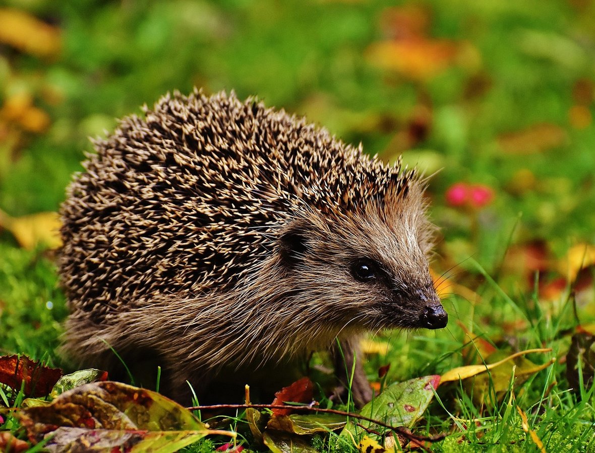 icon01